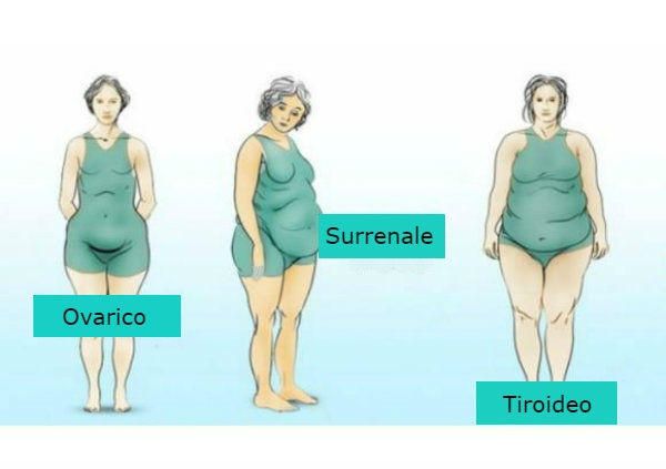 Come Gli Ormoni Influenzano La Forma Del Corpo