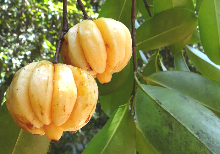 Garcinia